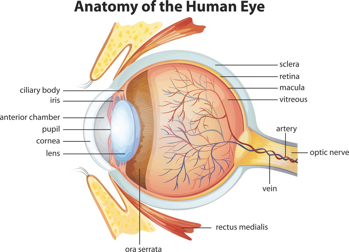 Anatomy of the eye